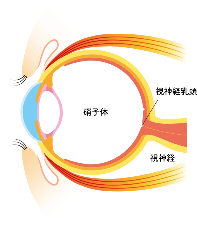 正常な眼球